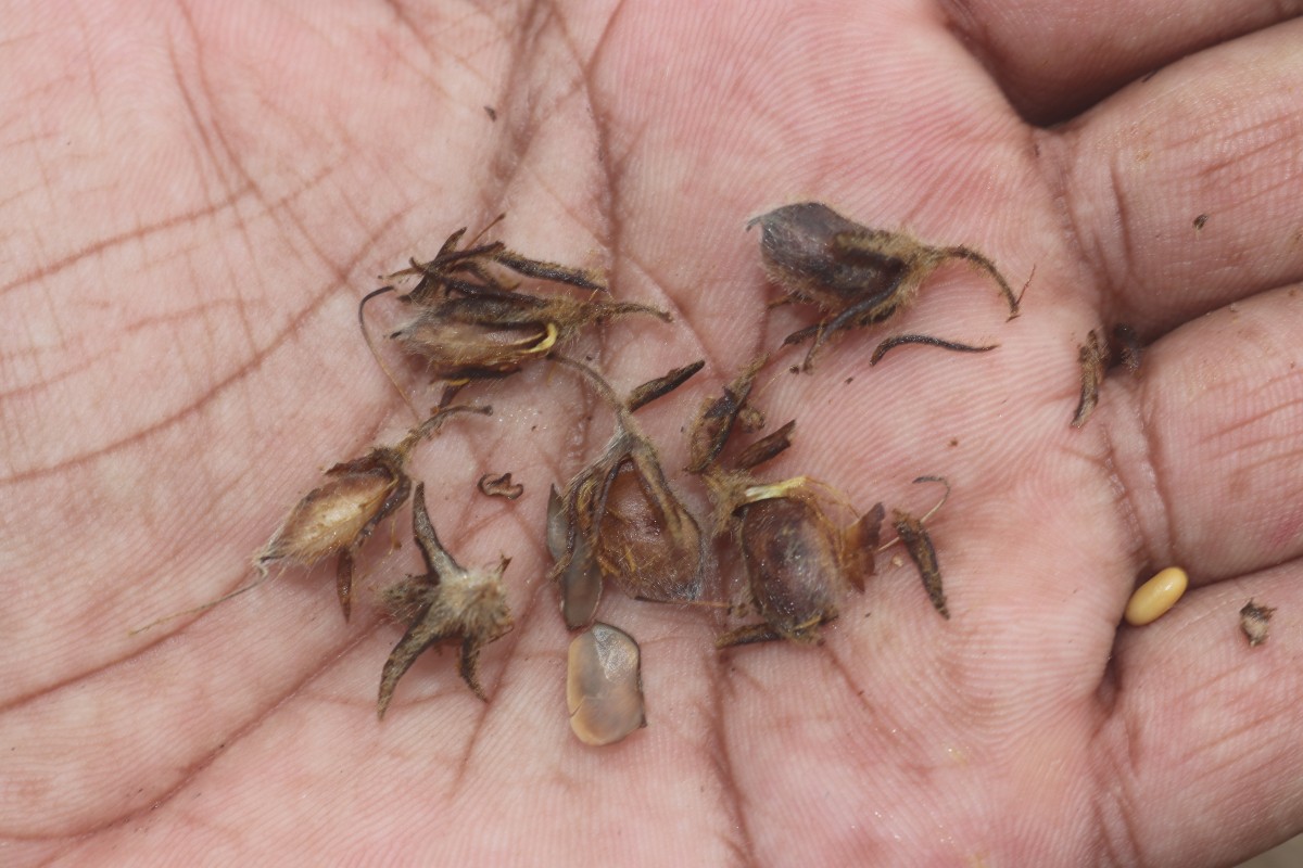 Crotalaria lunulata B.Heyne ex Wight & Arn.